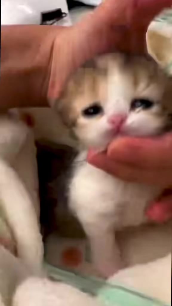 @catbosssss