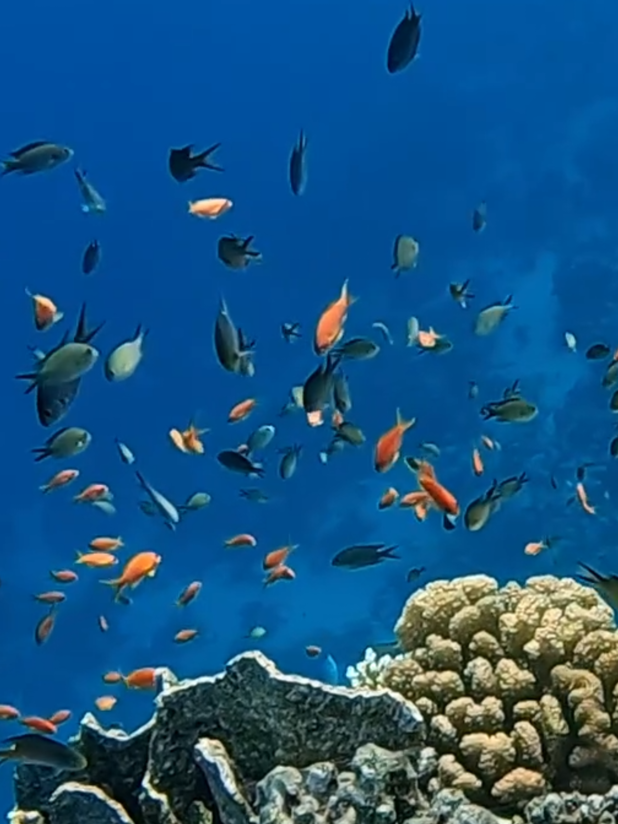@Our Underwater Universe