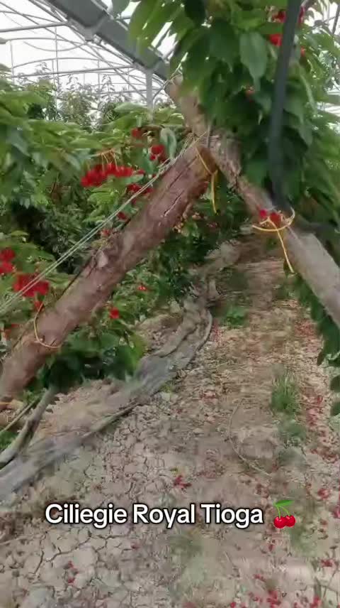 @ITselfMotor