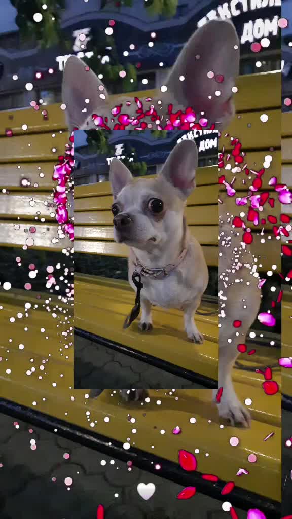 @eni.pets💎