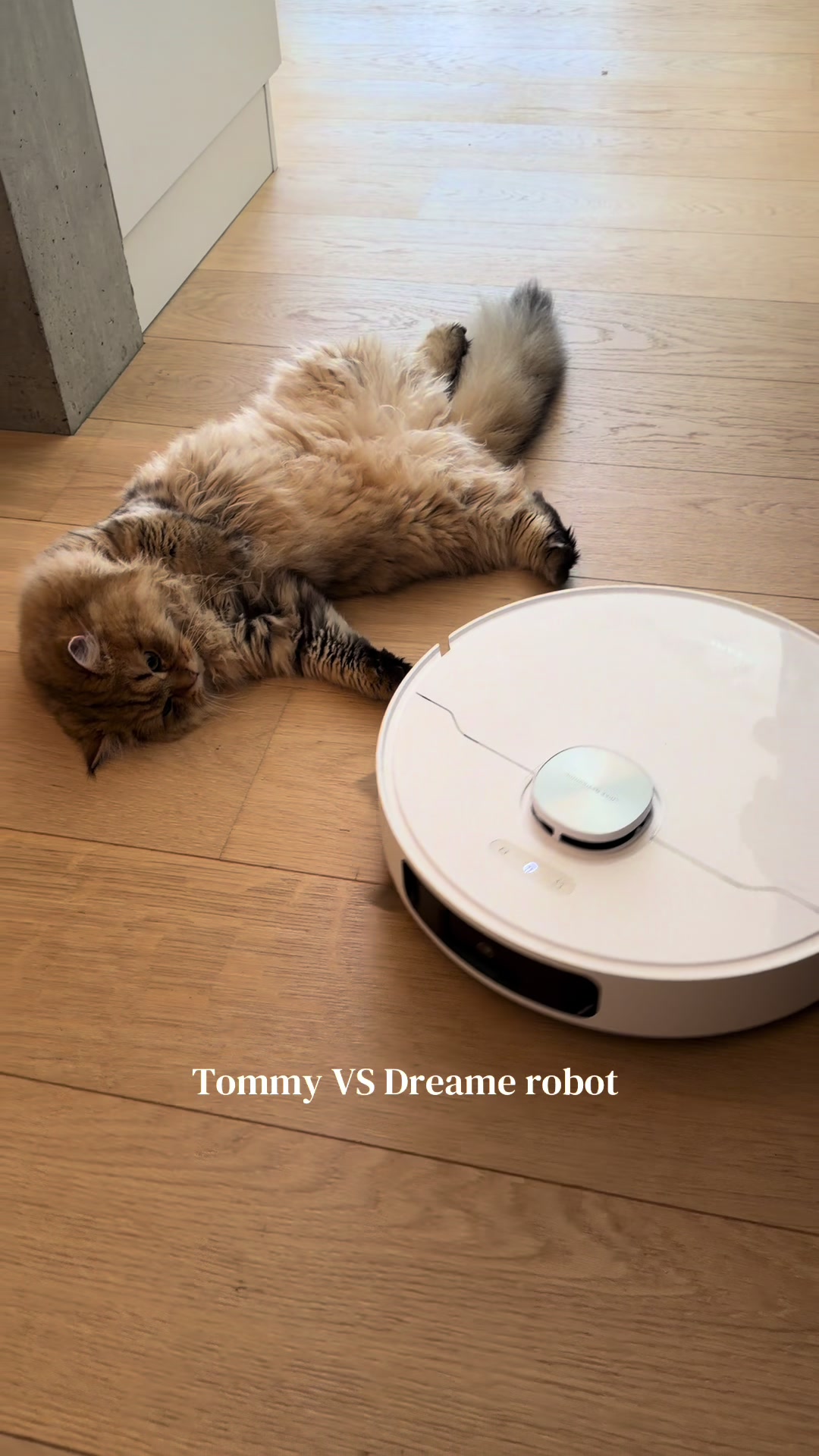 @Tommy the cat