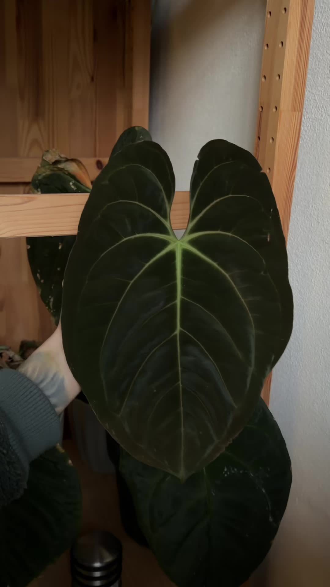 @submossive