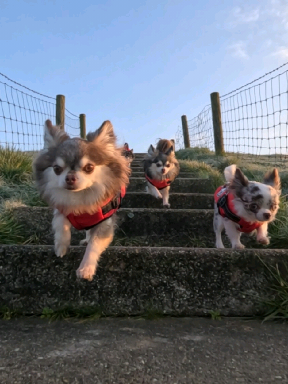 @🌸🐾꧁ 𝒮𝒶𝓃𝓃𝒾 ꧂🐾🌸