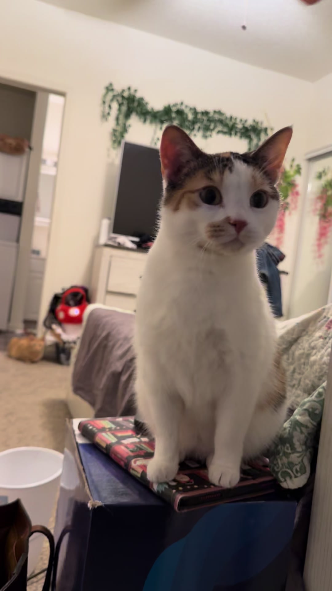 @Tali & Cats