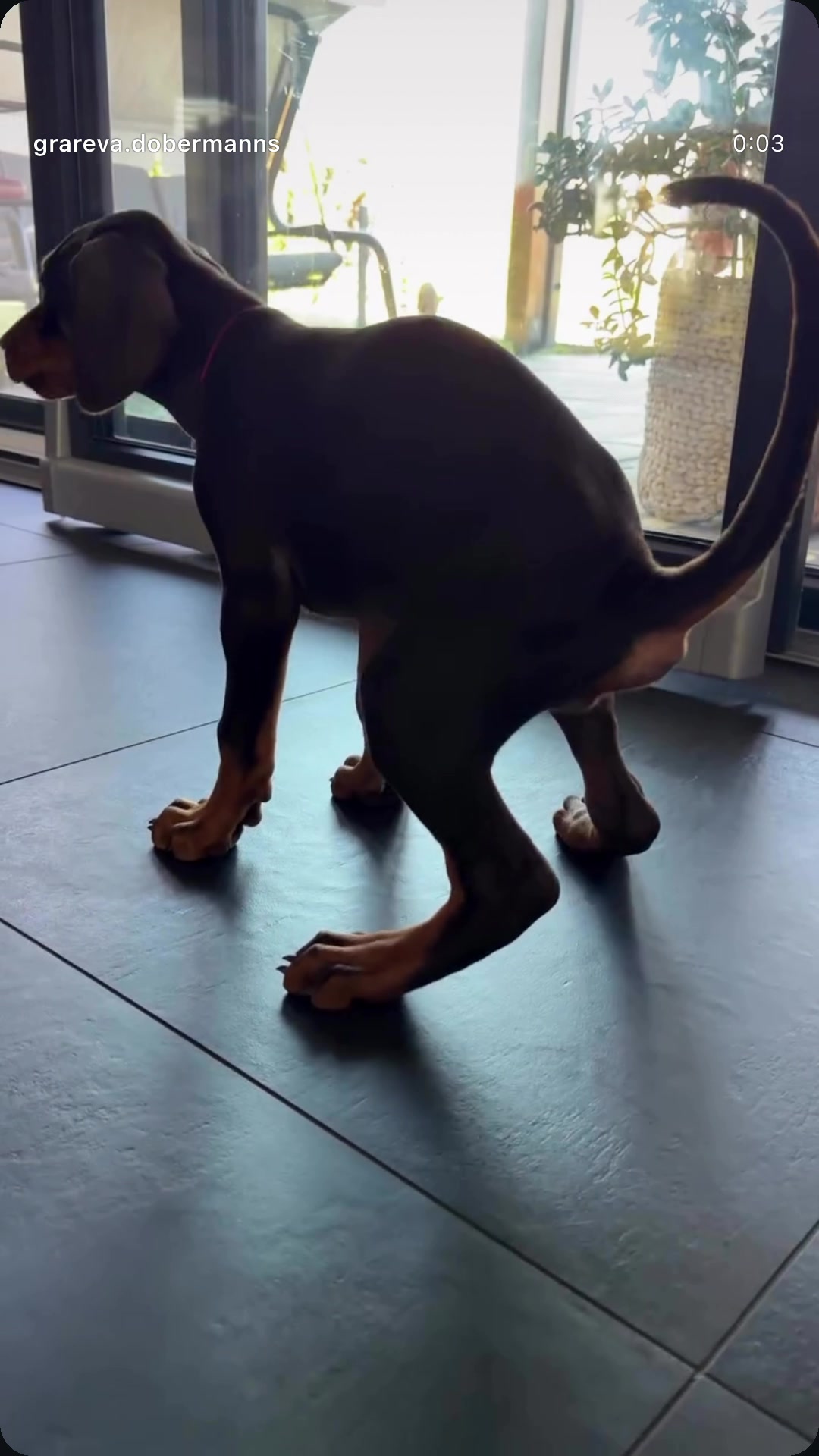 @GRAREVA dobermanns