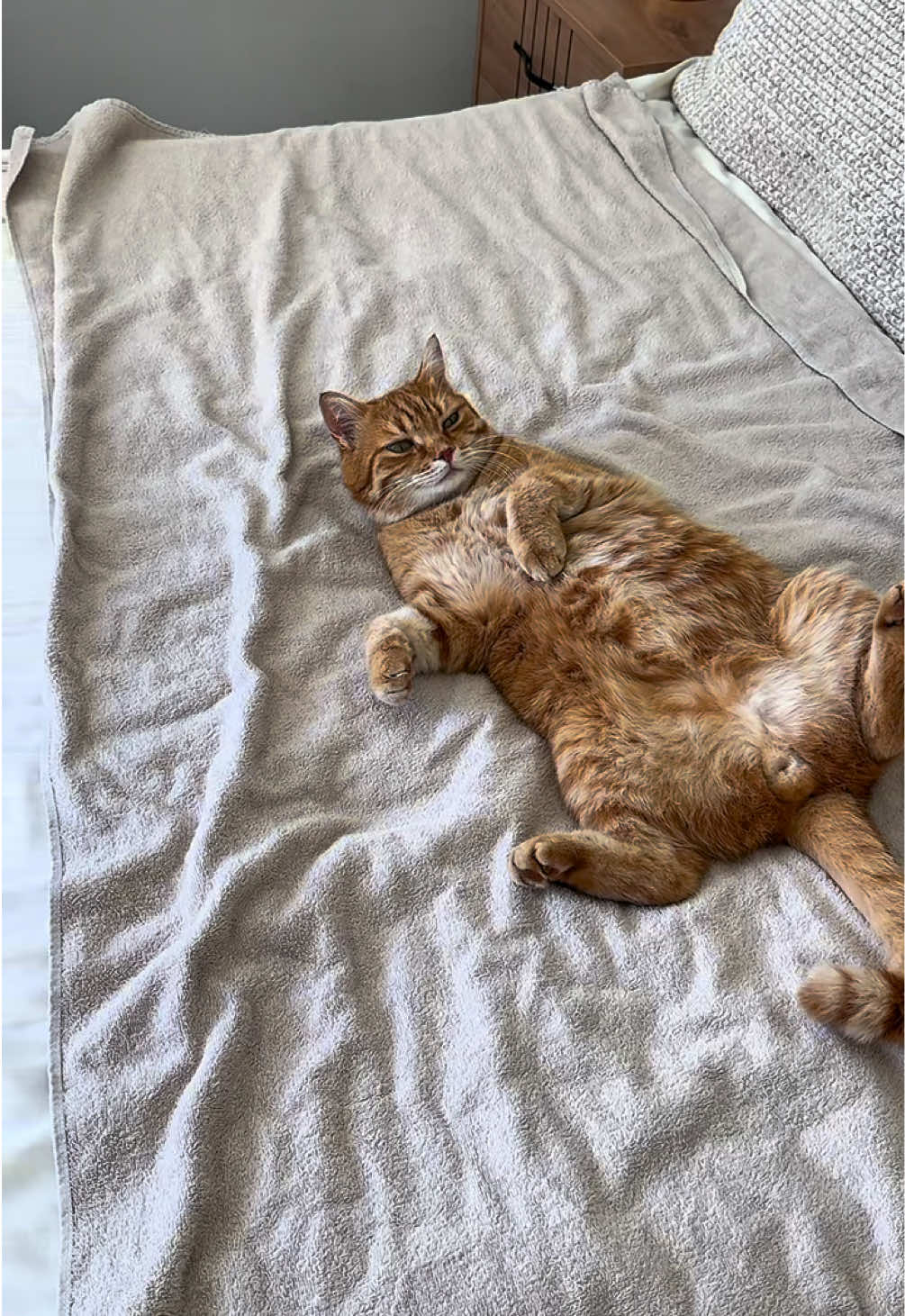 @Mitay_cat