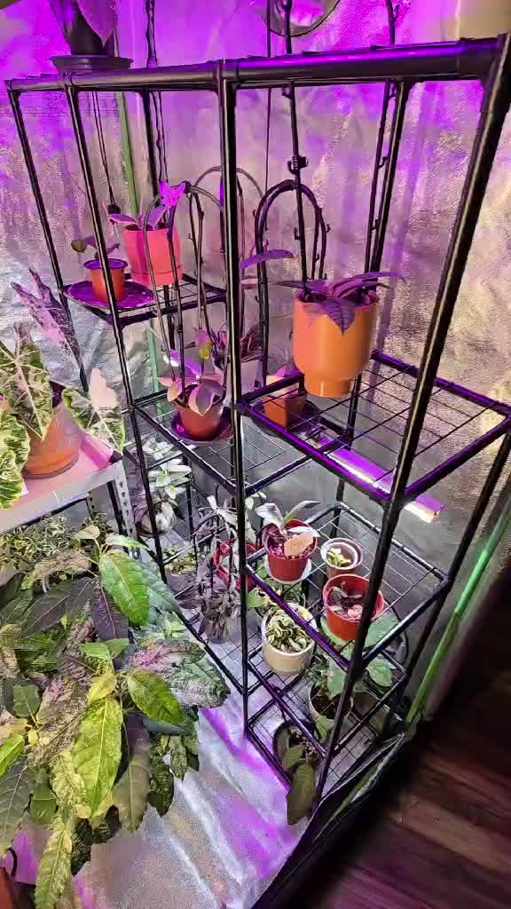 @JT - BigEGOPlants