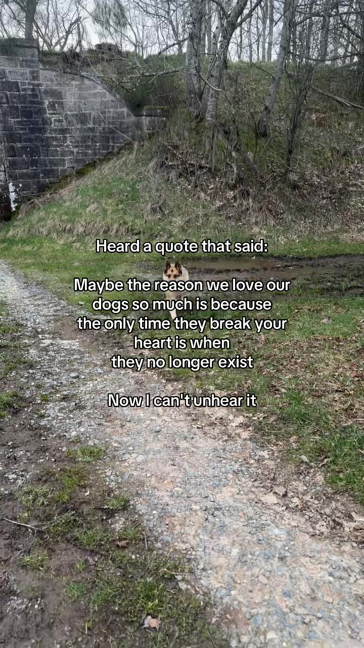 @Paws & Unwind | dog walker
