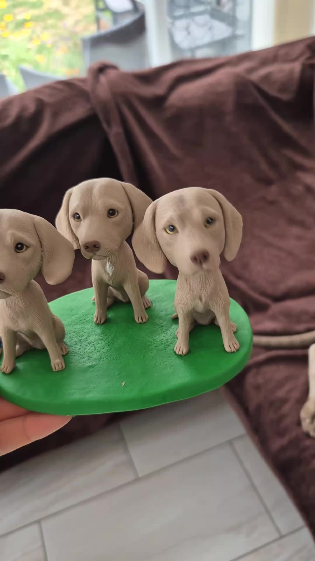 @Sabsky weimaraners