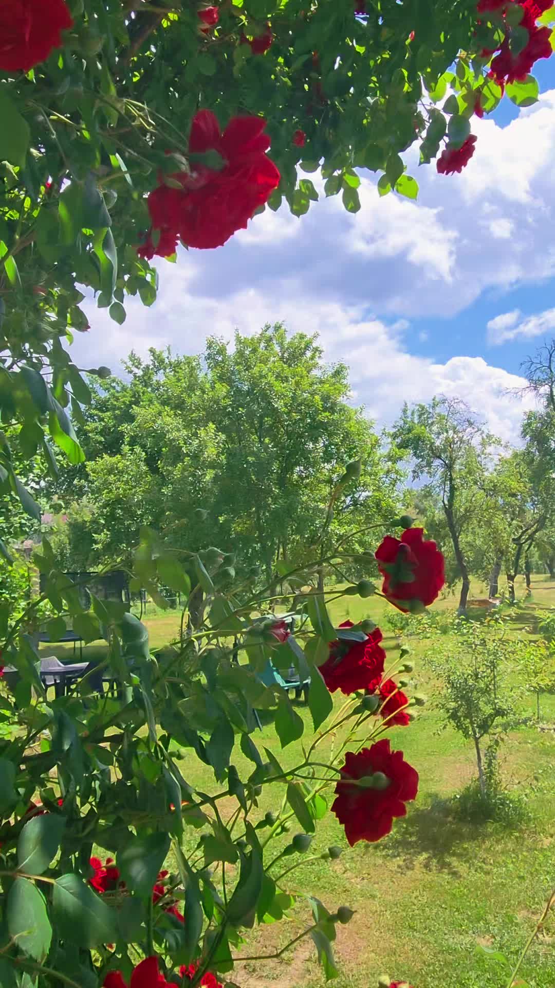 @CiupaHouse 👣 Viața la țară