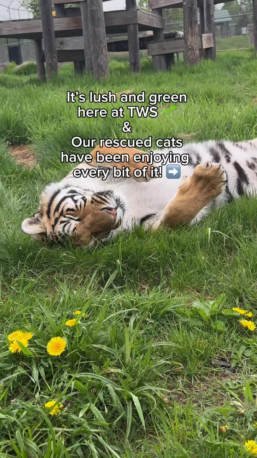 @The Wildcat Sanctuary