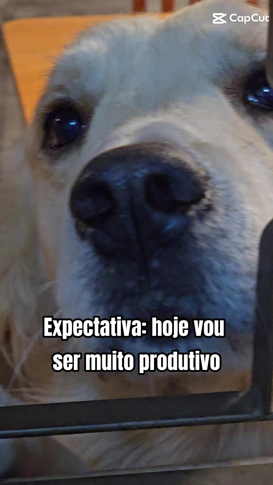 @✨️🐈❤️🐕❤️🐈✨️