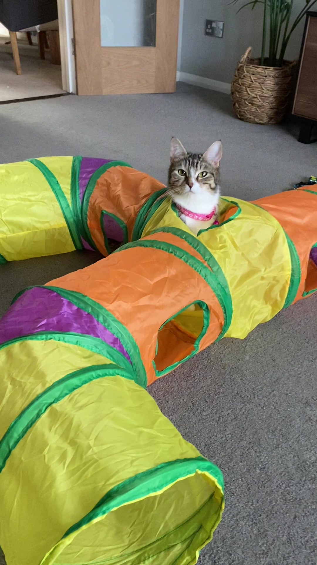 @Chloe Cat