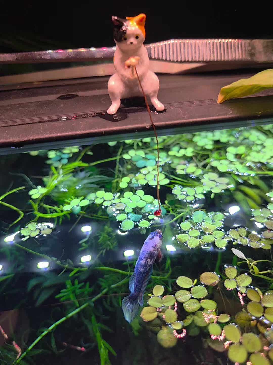@ella aquatics