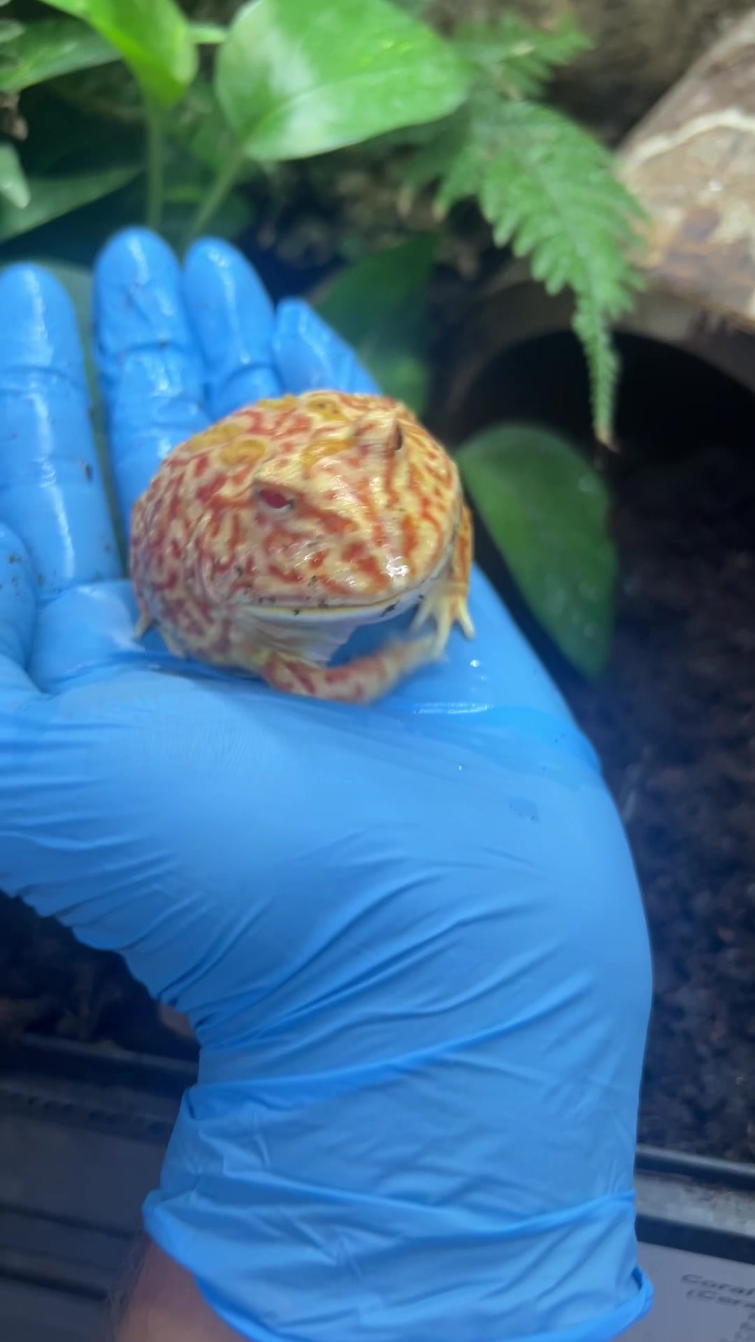 @prorep_reptile