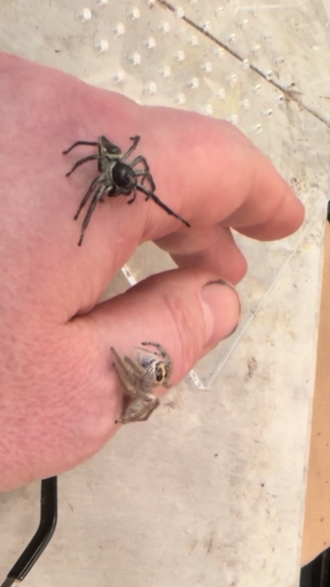 @Spider Conservatory