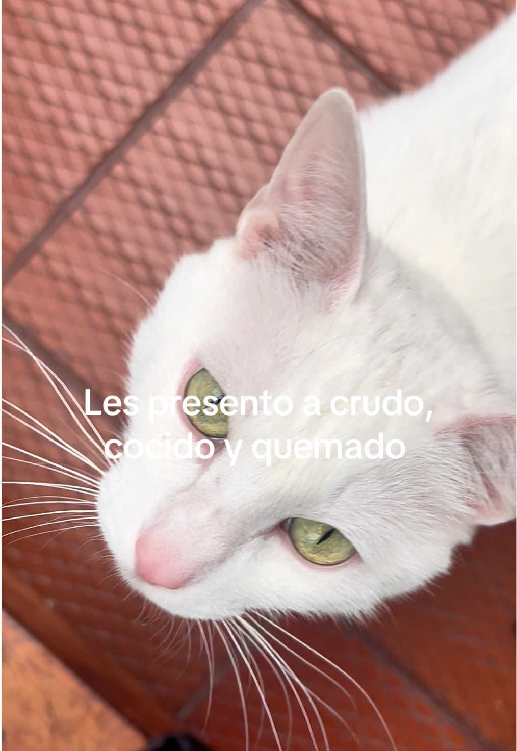 @CAT 👑