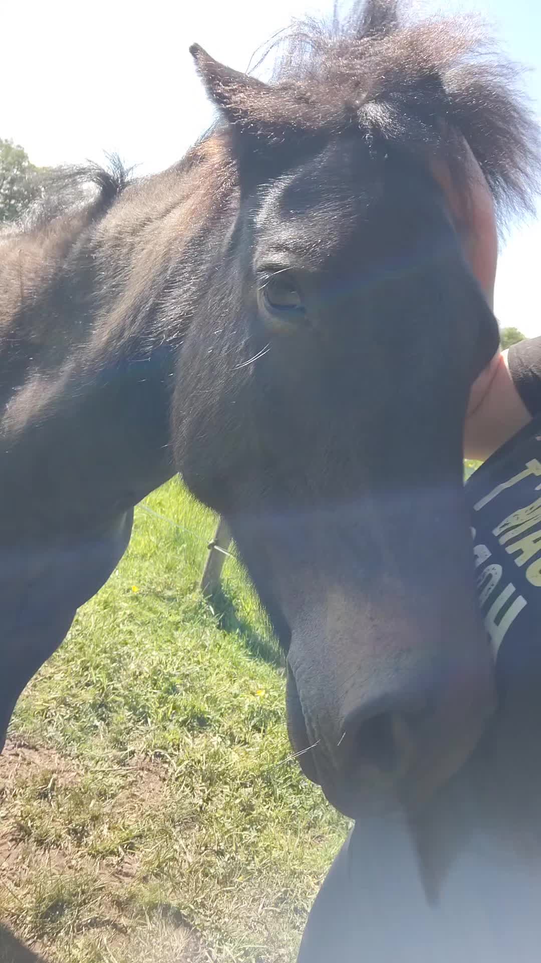 @The adventures of Rockrose 🐴