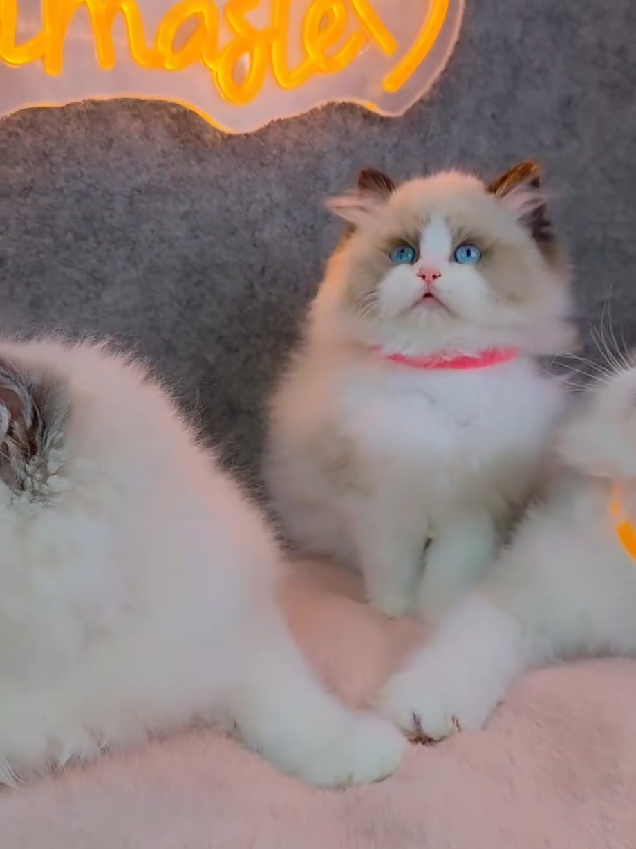 @Namastè Ragdoll Cats