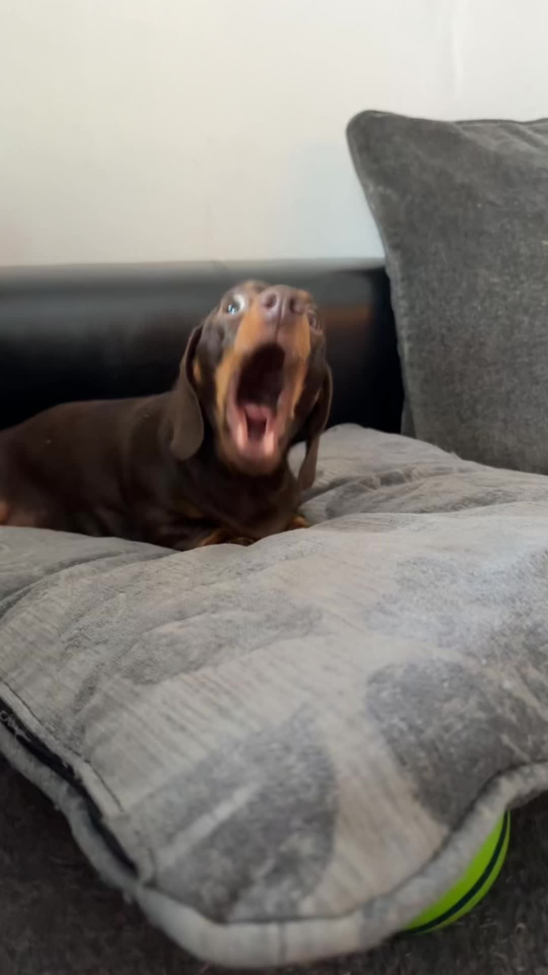 @ciciolive_mini_weiners