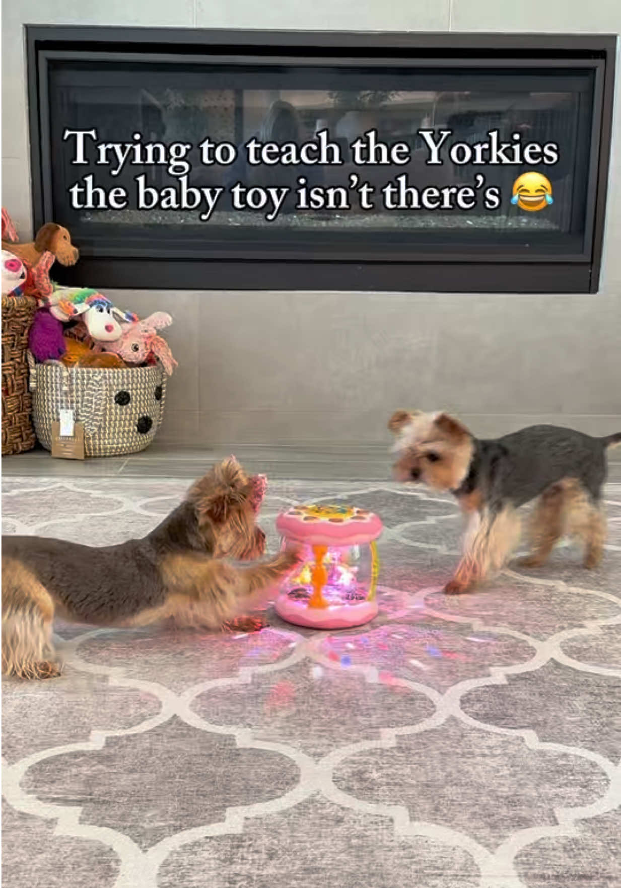 @The Utah Yorkies