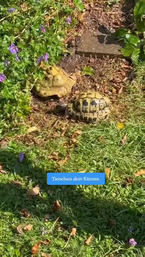 @tierschutz_aktivkaernten