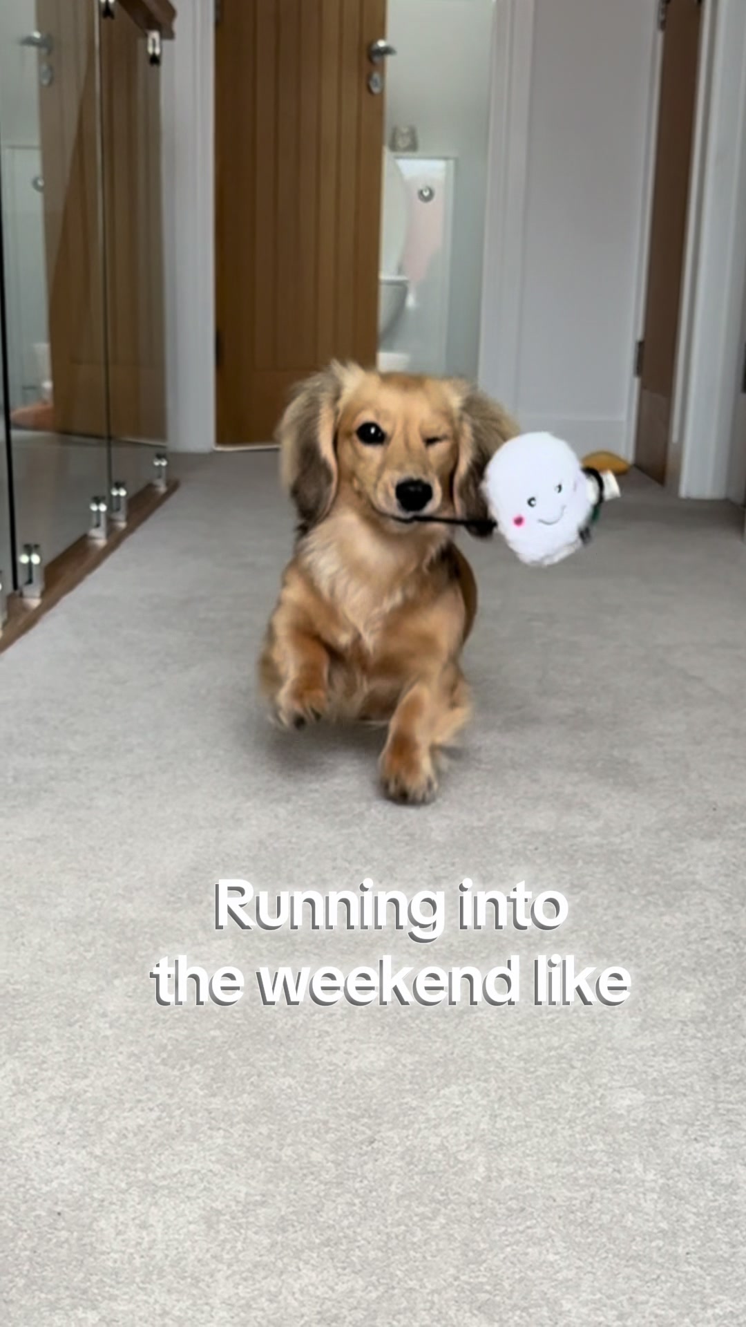 @sausagedogsisters