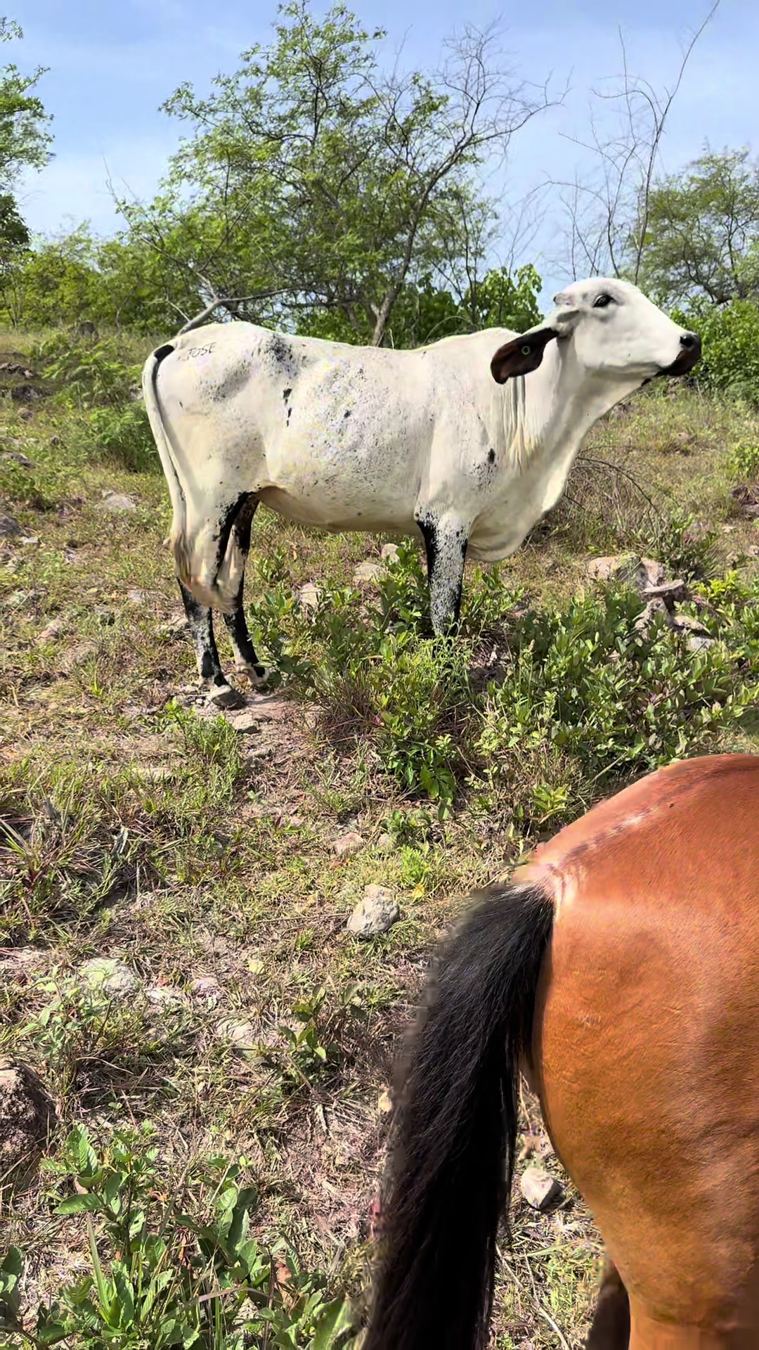 @CURURÚ