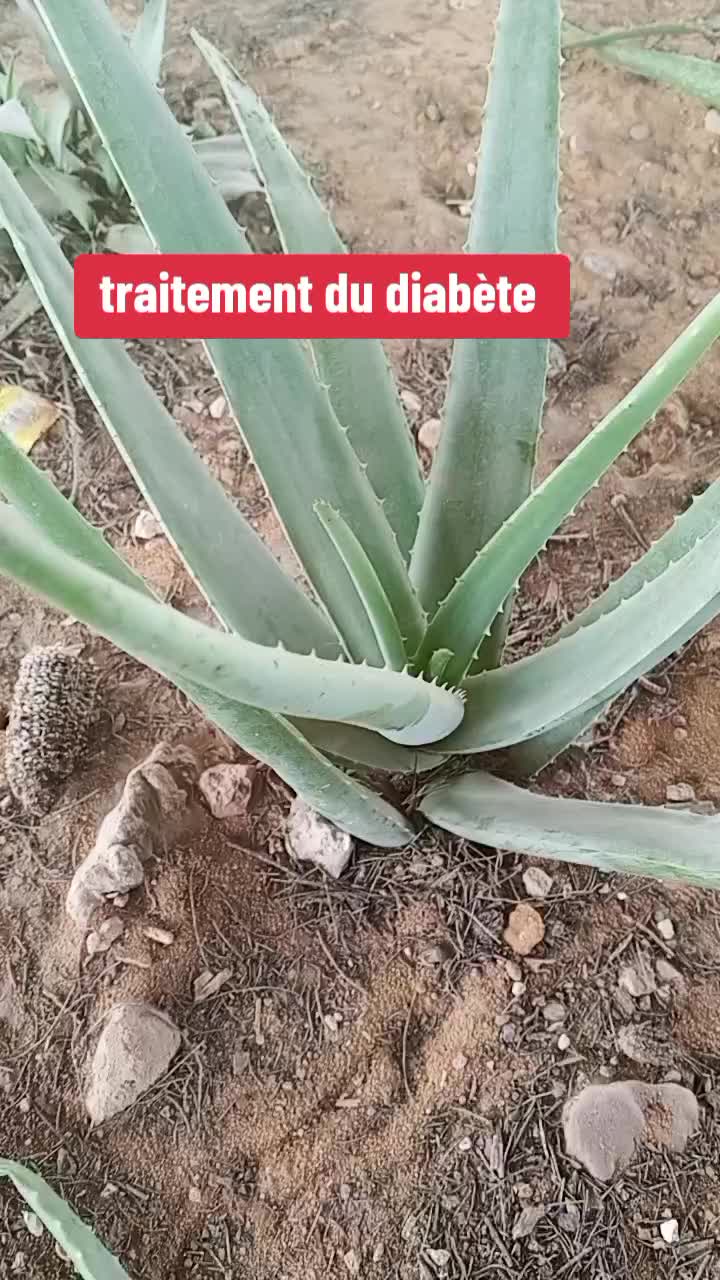 @Dr JUDI Bio🌡️☘️