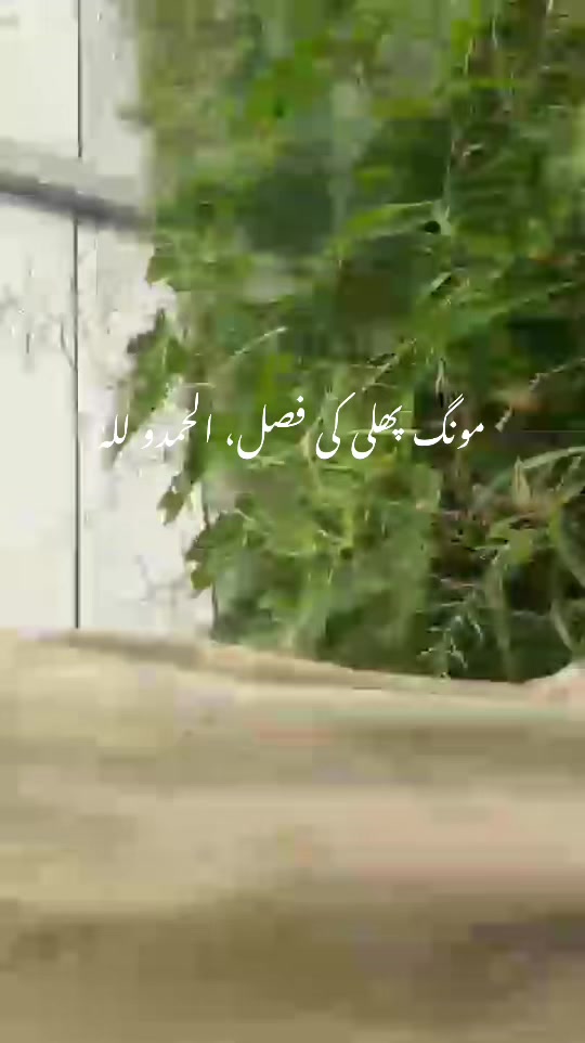 @hafeezm17