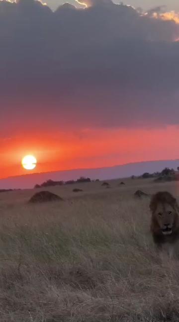 @Guzzicar🦁