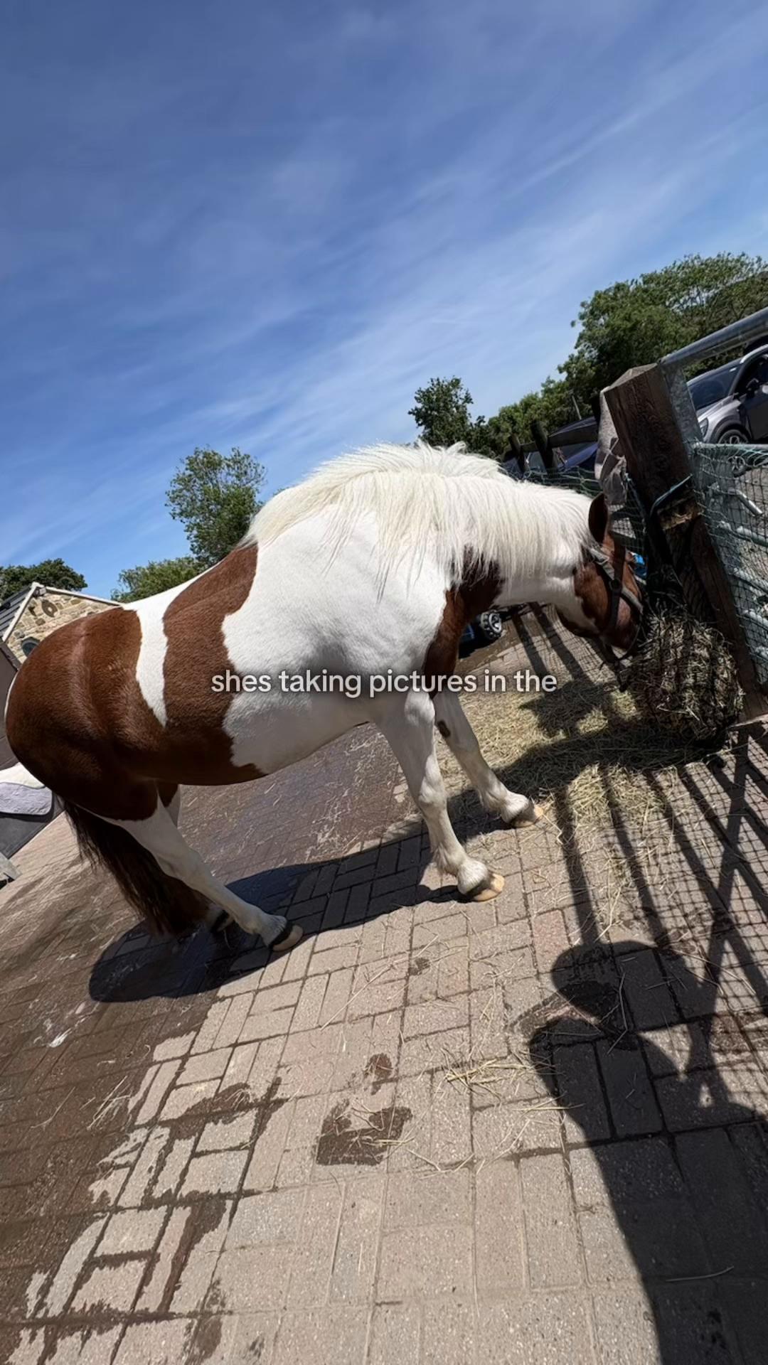 @LottiesHorseAdventures🦄🐴
