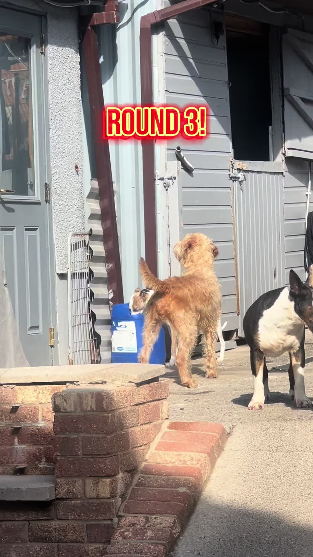 @Croesy Canine Services