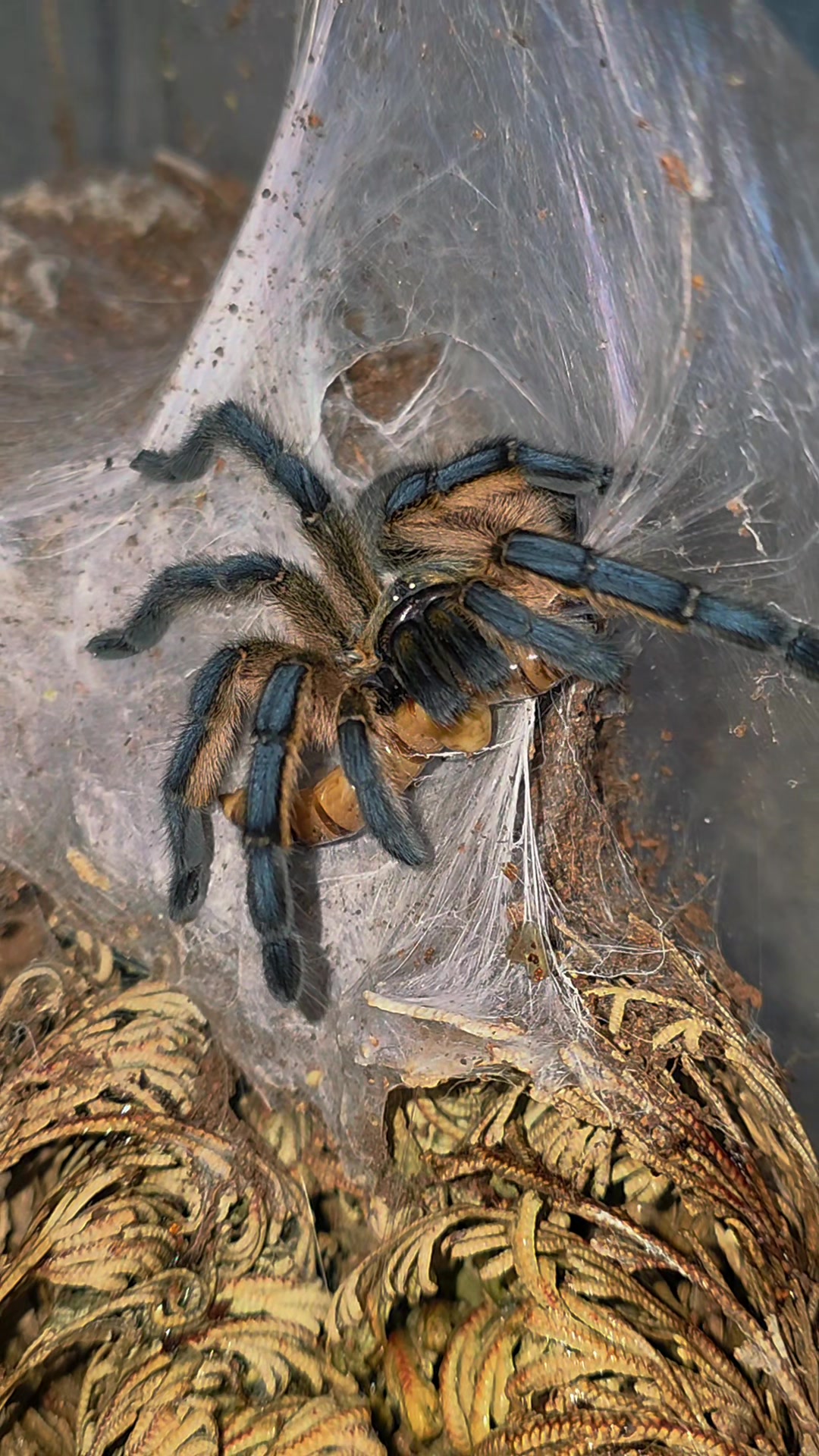 @selinas_spiders