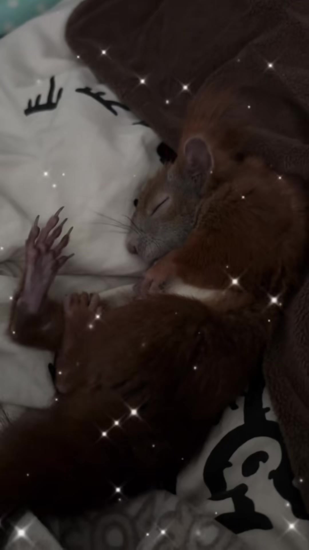 @Jenny&Skippi🐿️ TeamV🐿️u🦔🏰