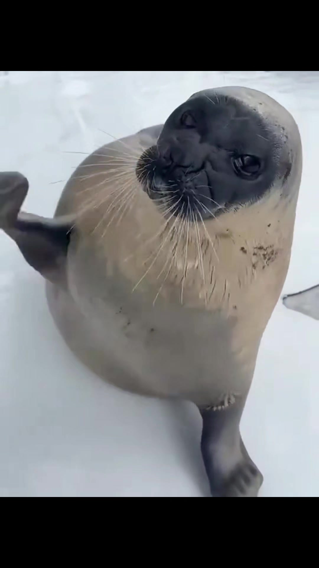 @🩷🎀 seal 🦭🩷