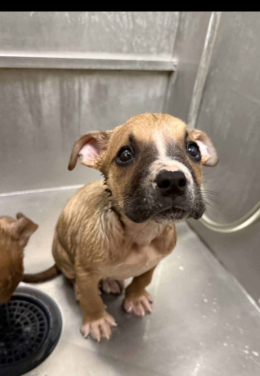 @sftsanimalrescue