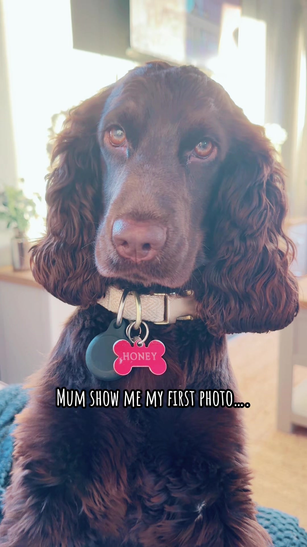@Honey_The_Show_Cocker 🤎🐾🤎