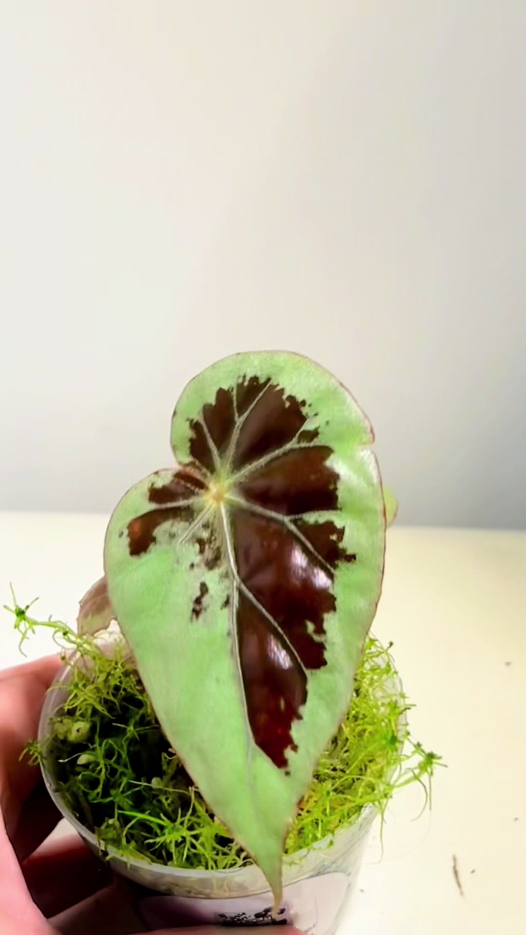 @About The Plant