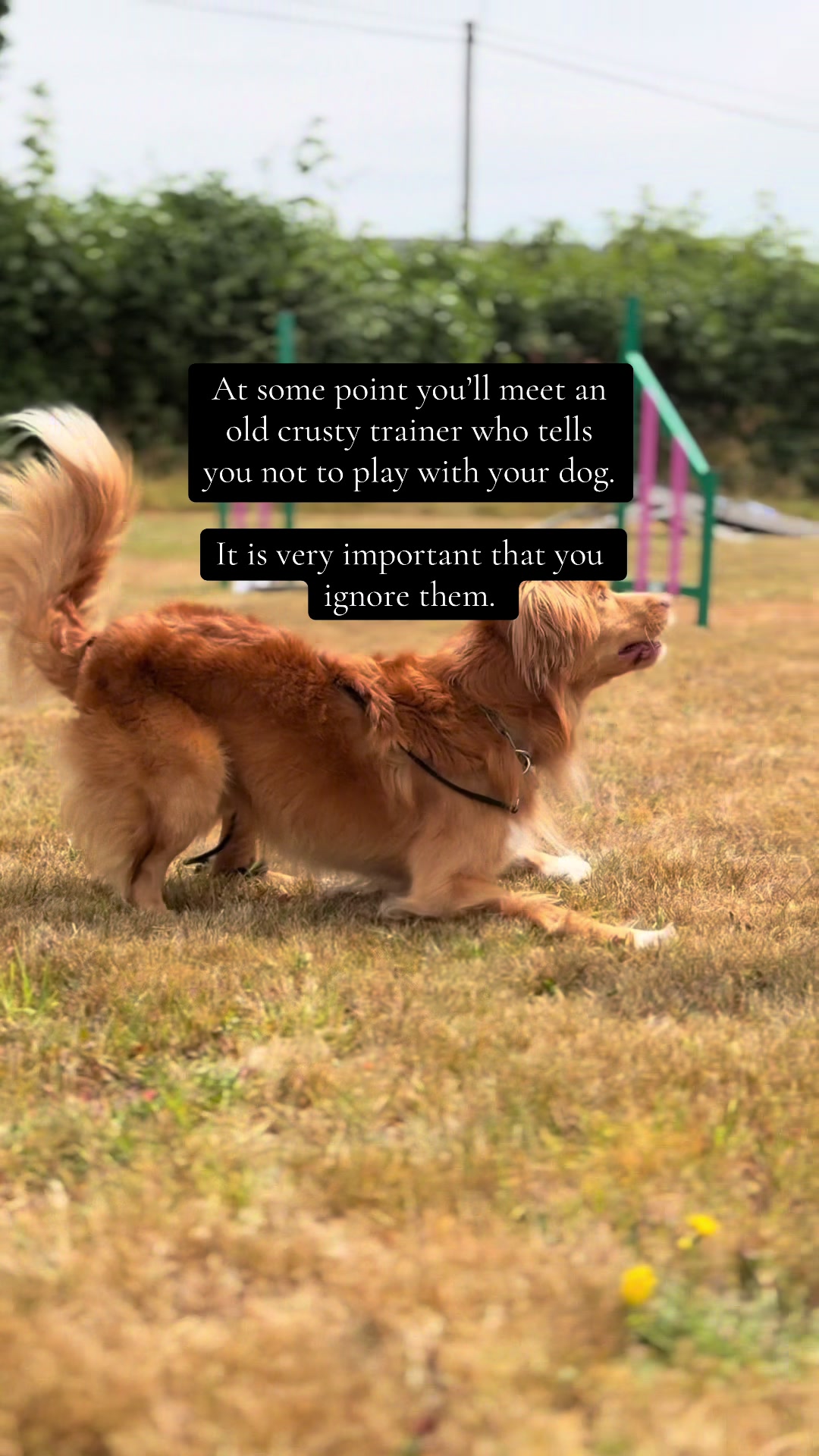 @Valleys Dog Training