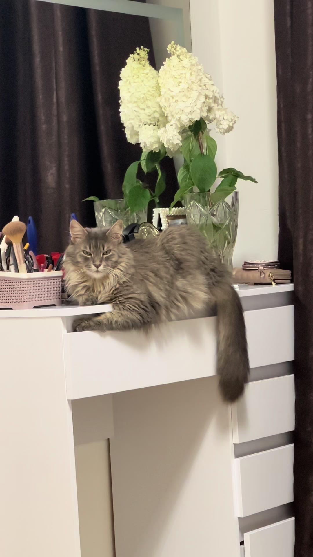 @Кіт _Дейзі