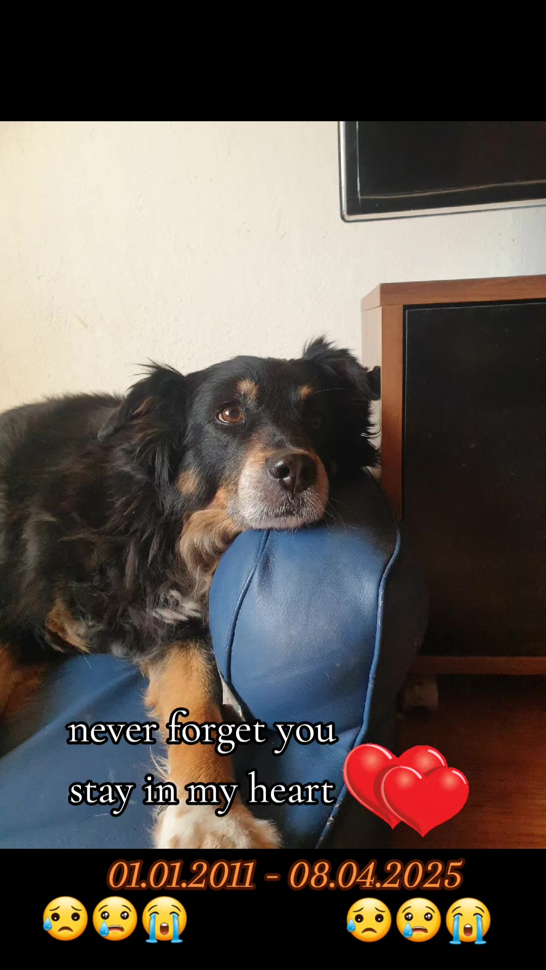 @Buddy the fundog