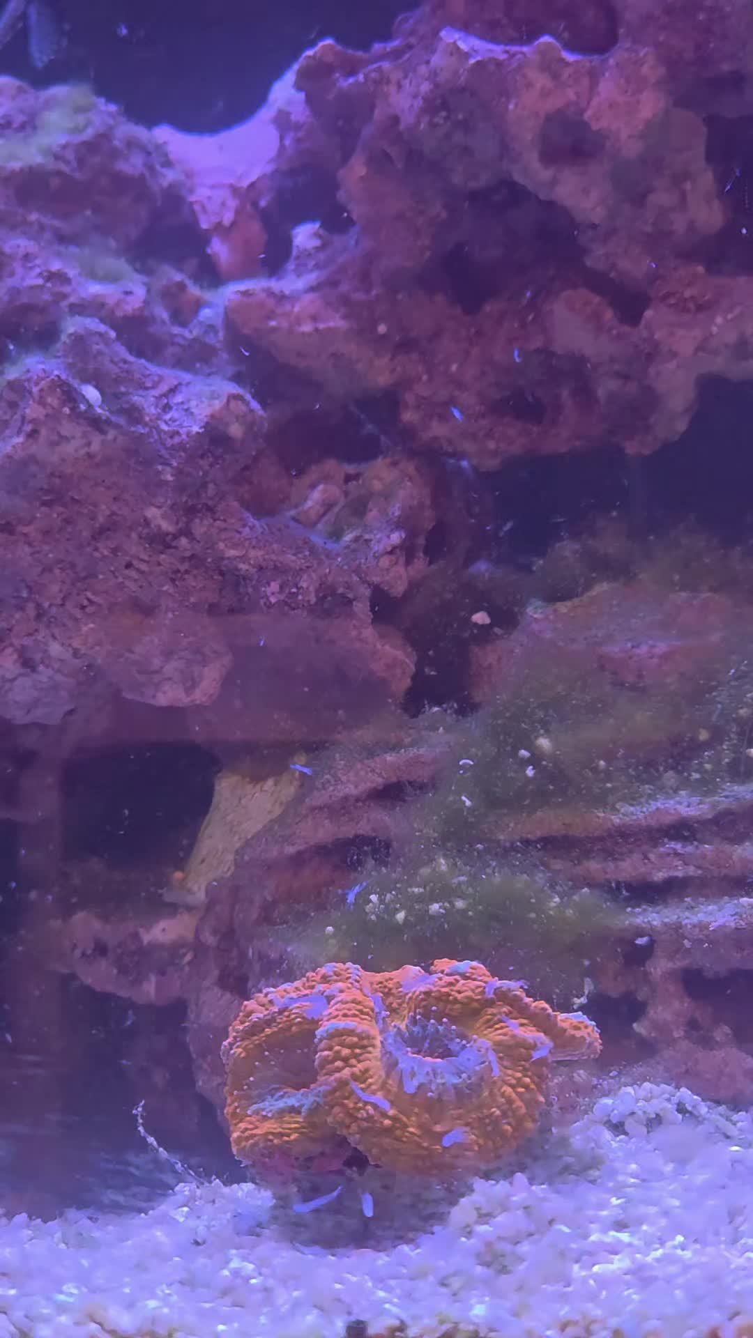 @Jays reef