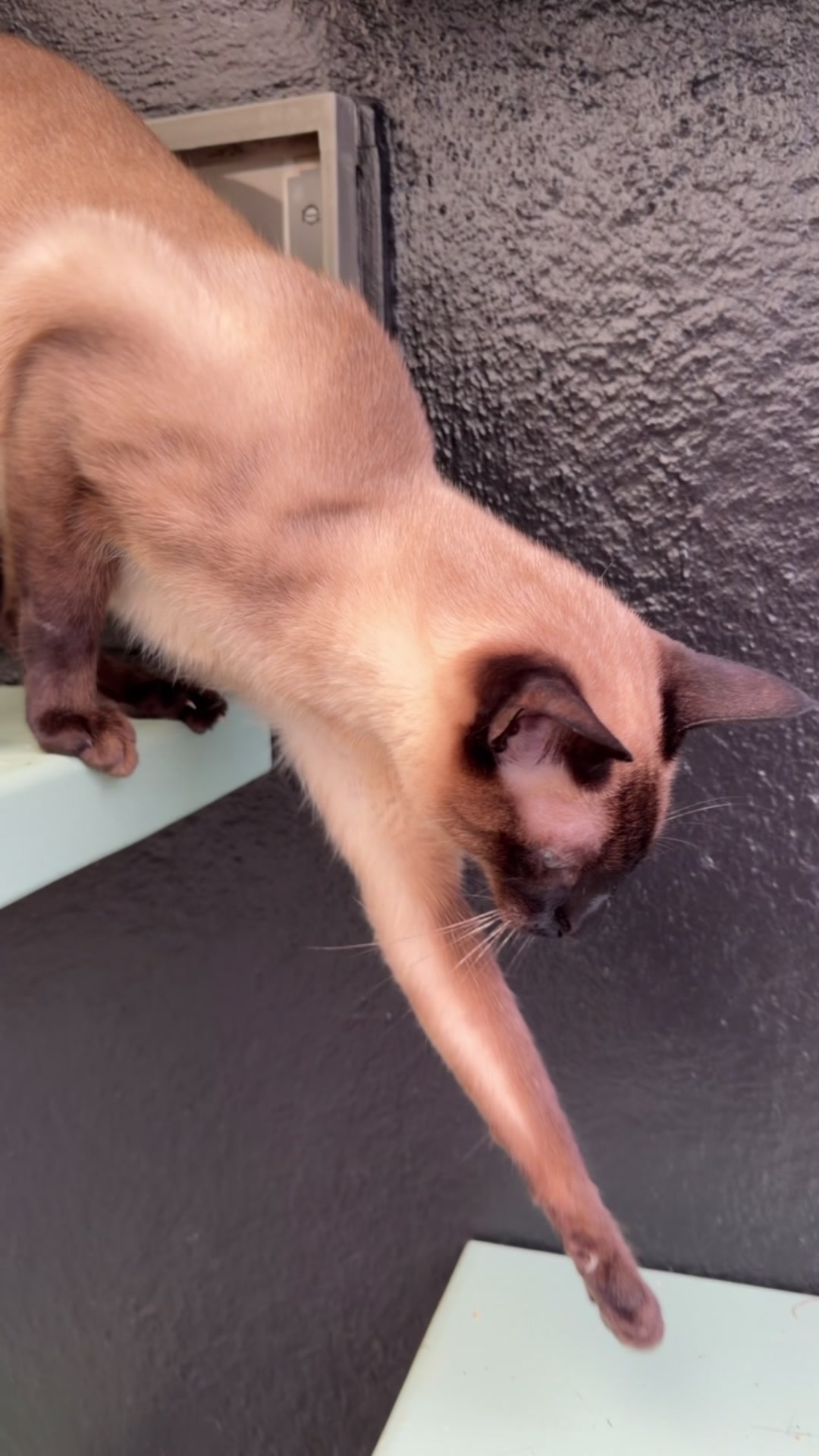 @Herongate Village Cattery
