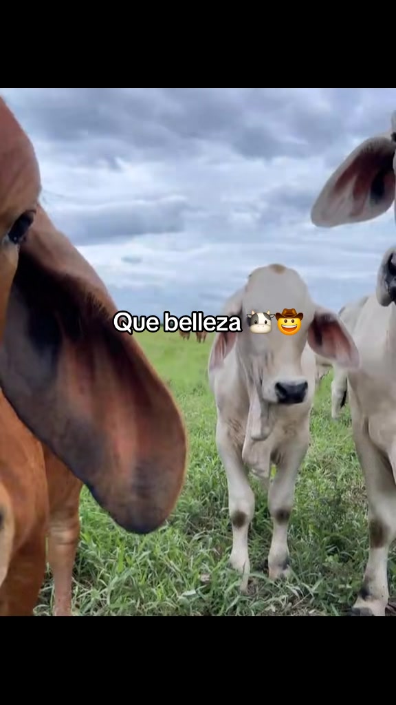 @ganader&iacute;a🐮 y caballo🐴☠️