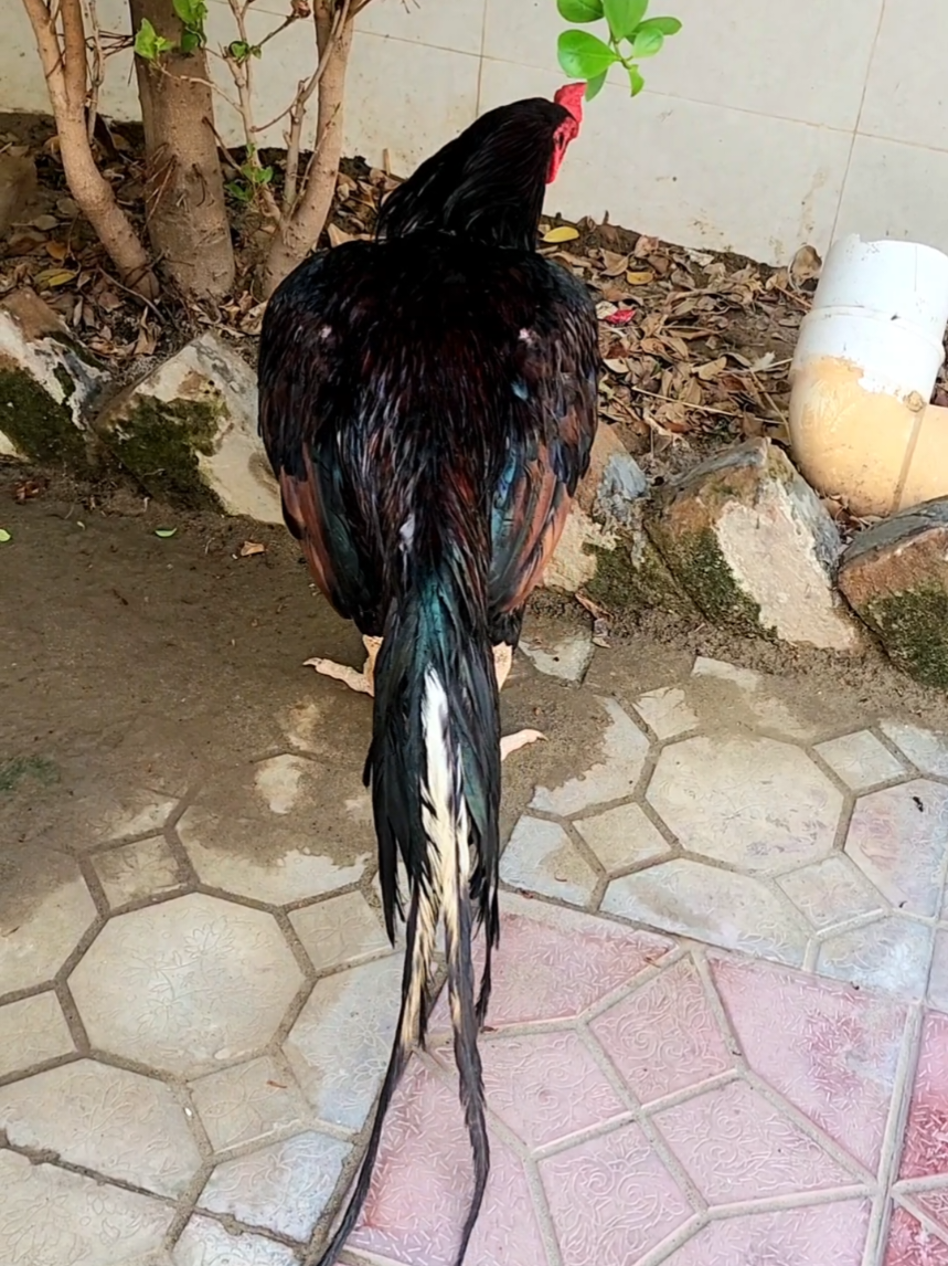 @Sajjad Aseel Farm