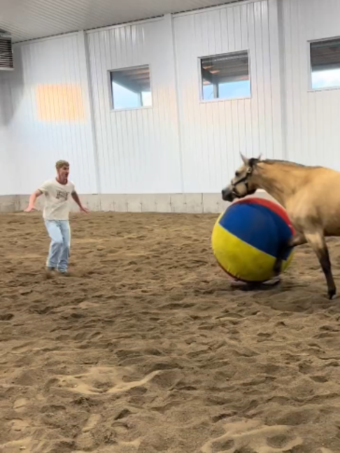 @Horses TikTok
