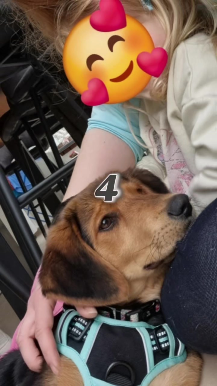 @Greek Animal Rescue