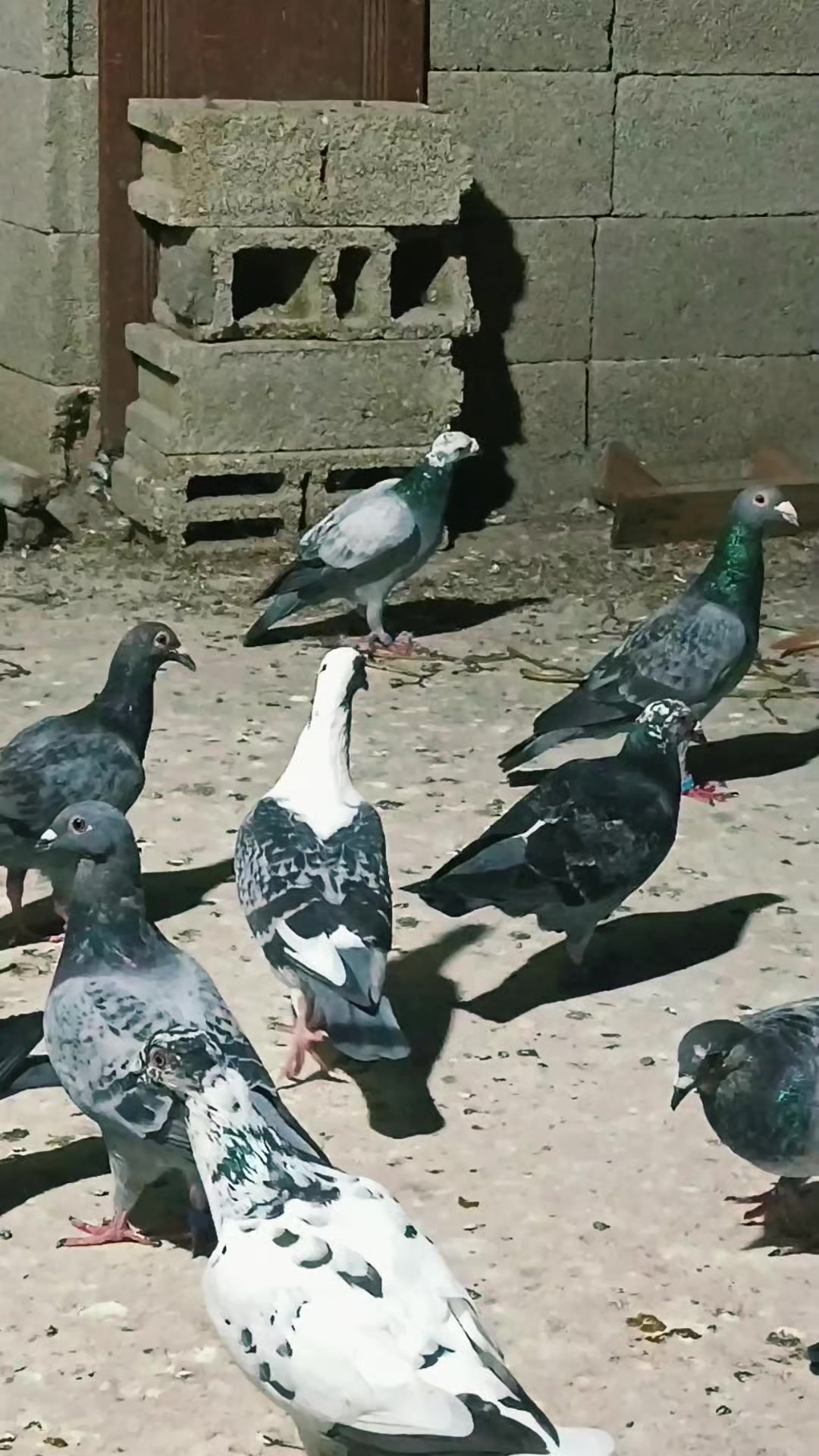 @Postacı_6380