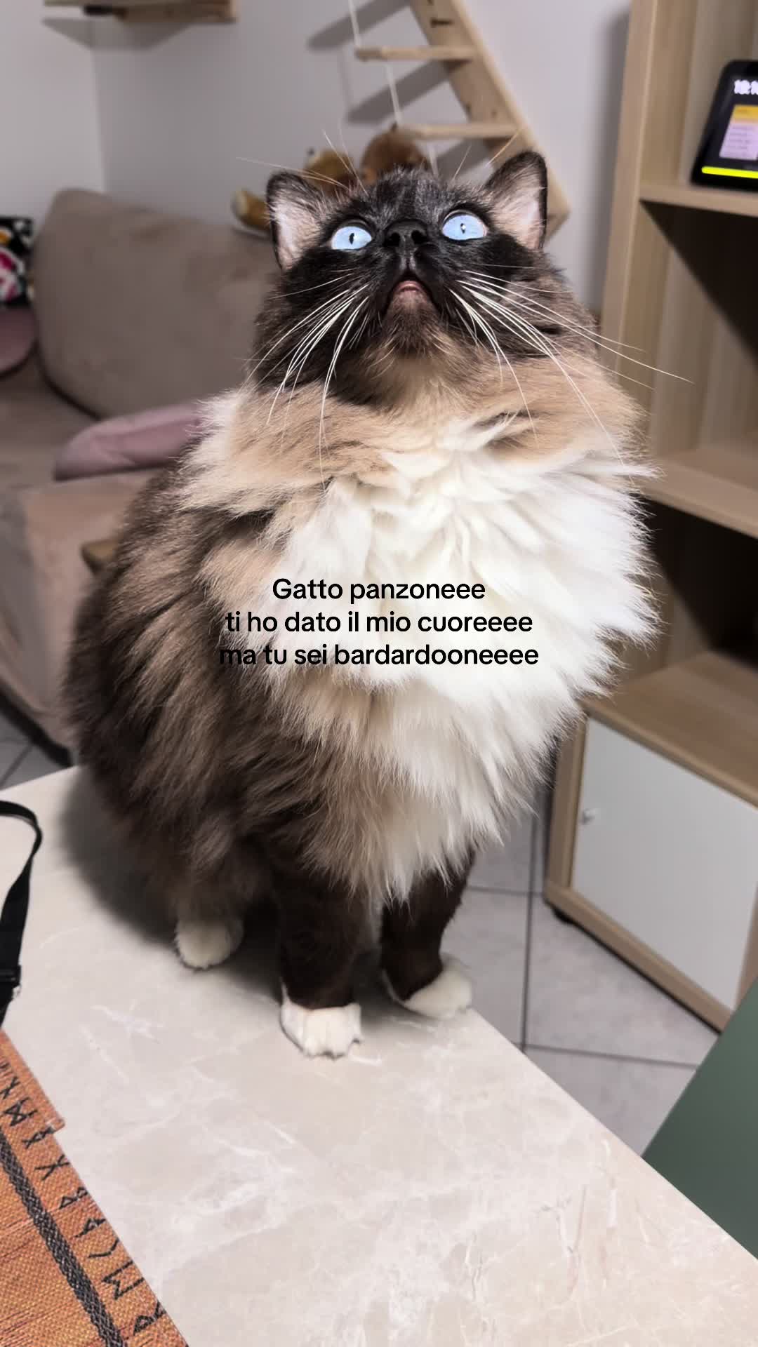 @Ren the Ragdoll Cat